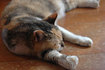 猛暑とチビ