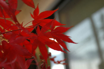 山形の秋　紅葉