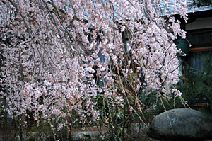 龍覚寺のしだれ桜