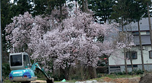 野の桜