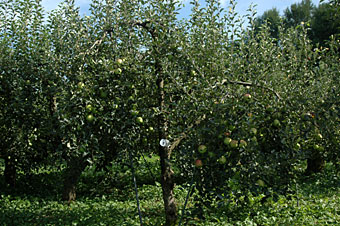 山下農場リンゴ園