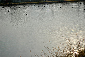 石川池