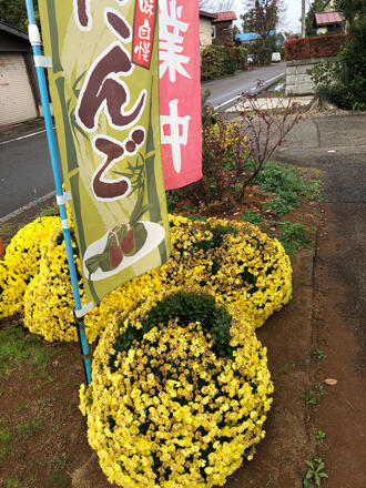 ボサ菊枯れる まさ爺の農家ｗｅｂ日記