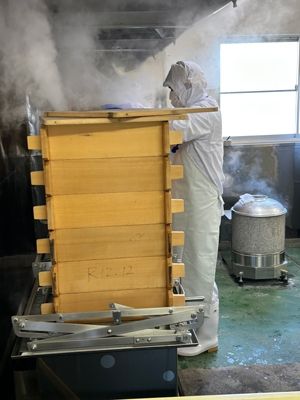 餅つき連日頑張ってます！