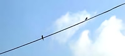写真：電柱の上にやってきた燕
