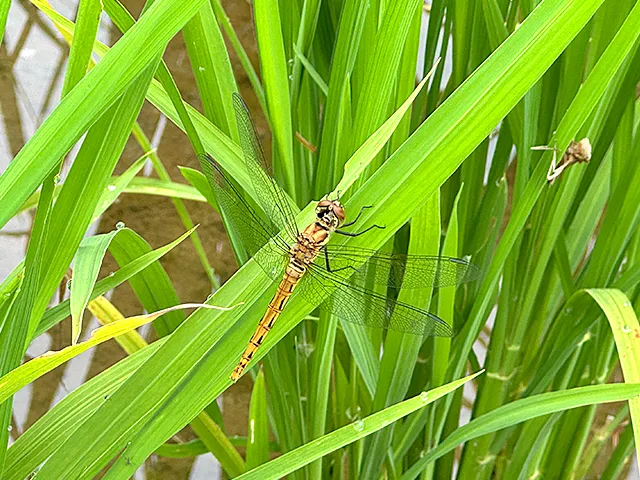 写真：田んぼには赤トンボの大群がいました