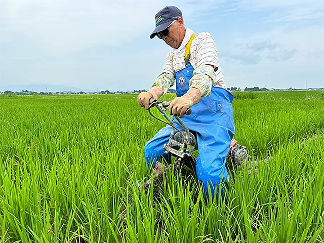 写真：稲を曲げないように注意して江立てをします