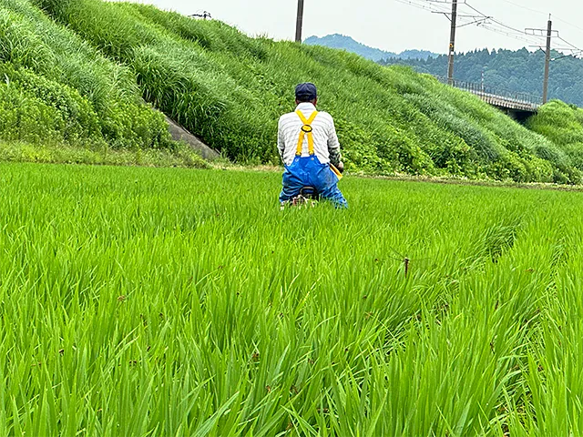 写真：後がついて溝ができた田んぼ