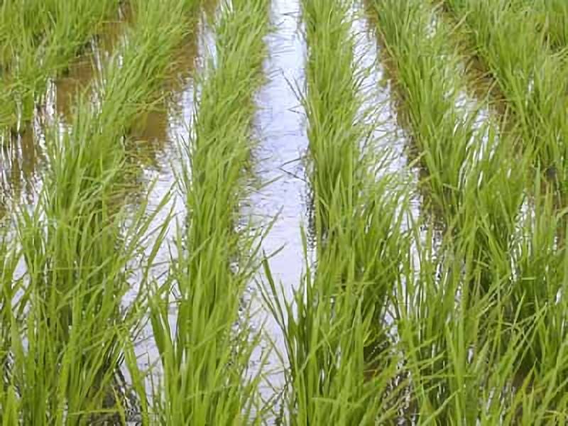 写真：成長しているかを見分けるのに大事になる6月の稲