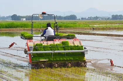 写真：田植え真っ最中