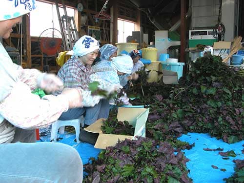 写真：しそを分ける作業