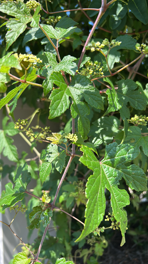 26tutakazura.png