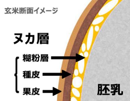 特別栽培米コシヒカリ(玄米) 2Kg 新潟県令和4年度産